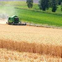 Weizenernte